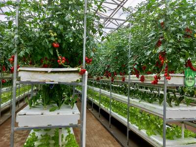 現代化農業科技中的無土栽培模式與信息技術開發