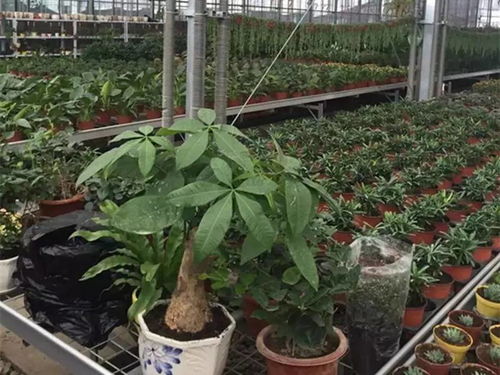 奇臺縣推動萬畝設施農業提質增效，信息技術驅動農業現代化發展