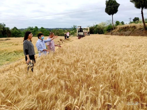 729.8公斤！江油刷新四川農業科技沉寂十年紀錄