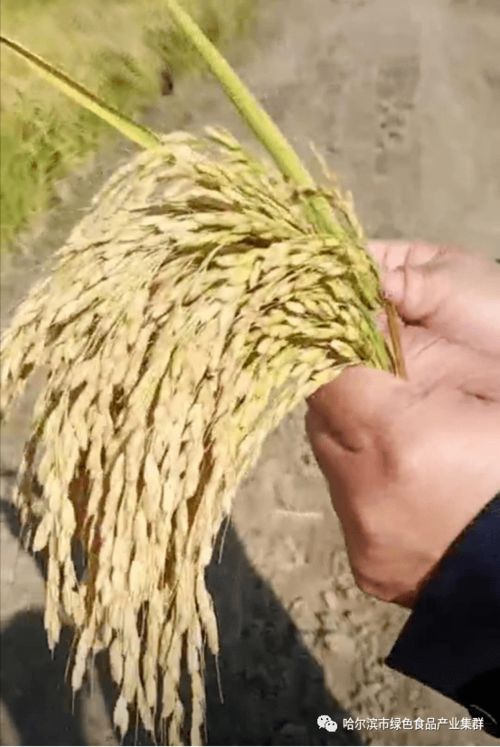 量子科技賦能綠色農業 延壽農民石普東的創新實踐