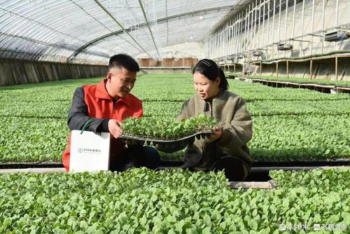 數字金融賦能農業科技 農行聊城分行推動縣域鄉村特色產業發展