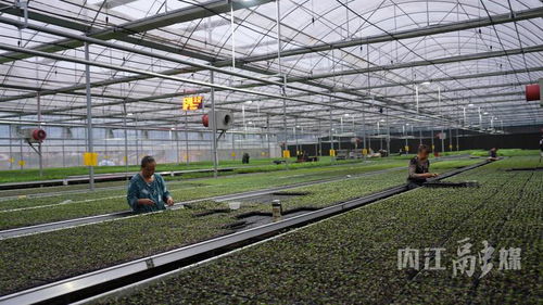 威遠縣智能育苗 信息技術驅動農業增收致富新路徑