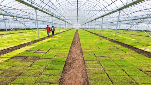 破除農業科技創新中的“兩張皮”現象 信息技術開發的破局之道