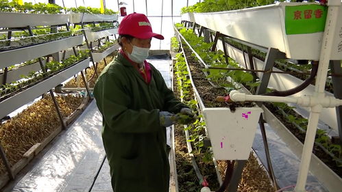 科技草莓香飄同江，智慧農(nóng)業(yè)助農(nóng)增收譜新篇