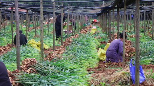 信息技術驅(qū)動下農(nóng)業(yè)采挖的精準革命 以生姜為例