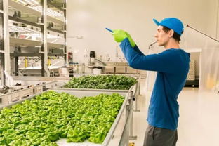垂直農(nóng)業(yè)革命 如何實現(xiàn)蔬菜產(chǎn)量百倍增長的科技密碼