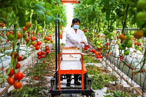 科技賦能大興菜籃子 信息技術(shù)開(kāi)發(fā)助力小番茄成就強(qiáng)農(nóng)產(chǎn)業(yè)大文章