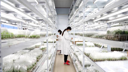 科技賦能 信息領(lǐng)航 德州工廠化育苗借力技術(shù)開(kāi)發(fā)邁向國(guó)際大市場(chǎng)