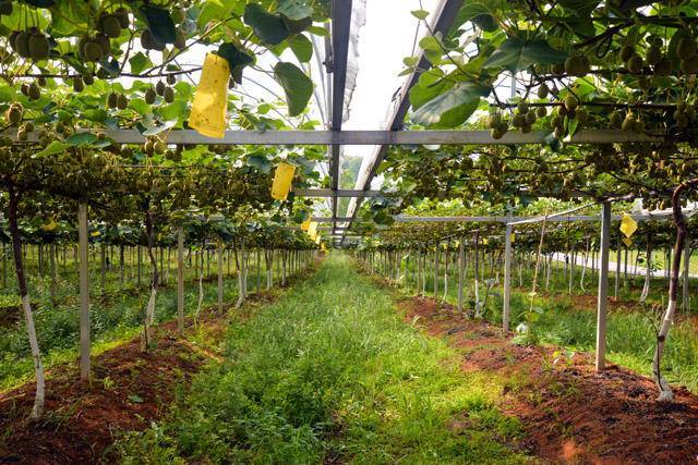 赤壁神山 科技助農(nóng) 獼猴桃幼果滿枝迎豐年