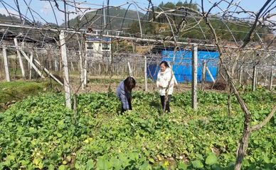 壽寧犀溪 科技特派員田間“把脈問(wèn)診”，精準(zhǔn)助力春耕生產(chǎn)