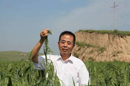 糜子 抗逆先鋒作物與未來(lái)智慧食品的農(nóng)業(yè)科技新篇章