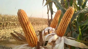 科技賦能農(nóng)業(yè)新篇章 金色農(nóng)華黃淮海玉米種業(yè)發(fā)展研討會(huì)暨豐度191產(chǎn)品發(fā)布會(huì)圓滿落幕