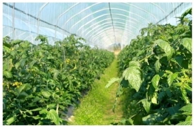 興寧區(qū)以科技賦能現(xiàn)代農(nóng)業(yè)產(chǎn)業(yè)化，開啟農(nóng)業(yè)高質(zhì)量發(fā)展新篇章